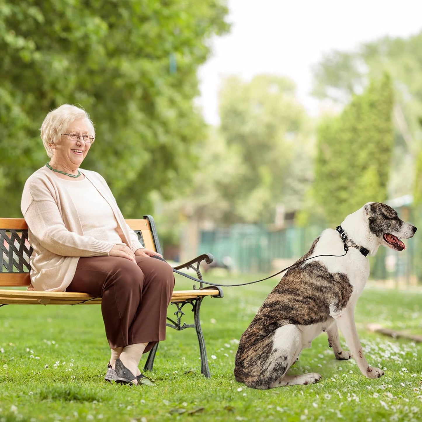 chien joyeux avec collier de dressage pour chien