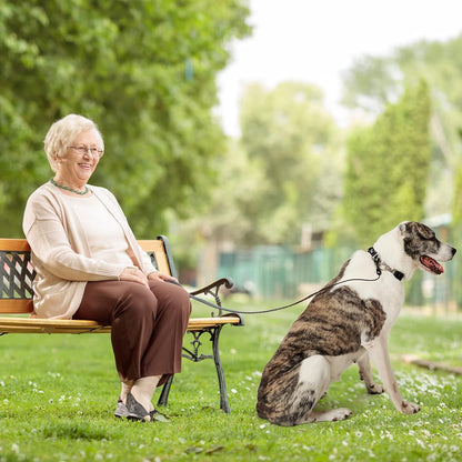 chien joyeux avec collier de dressage pour chien