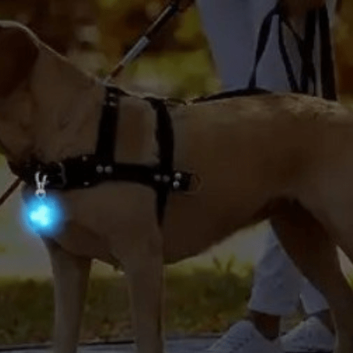chien joyeux avec pendentif lumineux balade