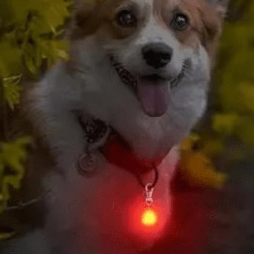 chien joyeux avec son pendentif
-lumineux
