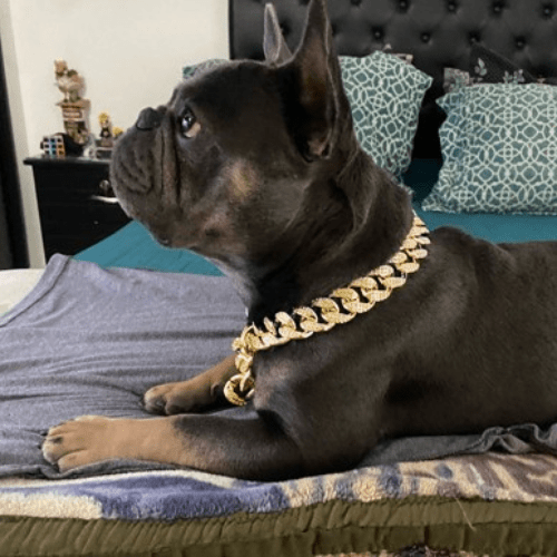 chien  lit avec collier pour chien