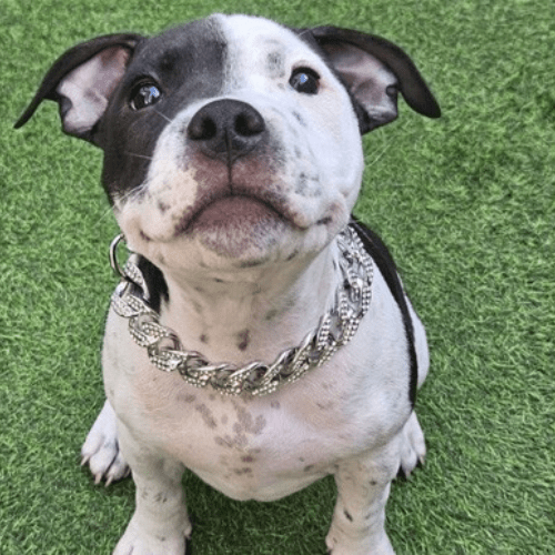 chien magnifique avec collier pour chien