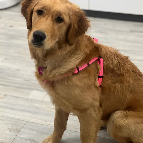 chien maison avec son harnais pour chien