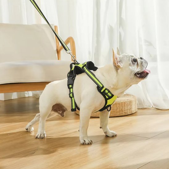 chien maison tirant son harnais chien anti traction 