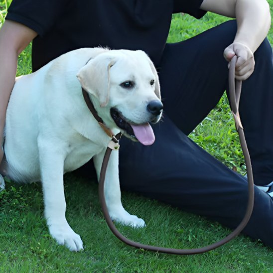 chien-maitre-assis-jardin-avec-laisse-chien