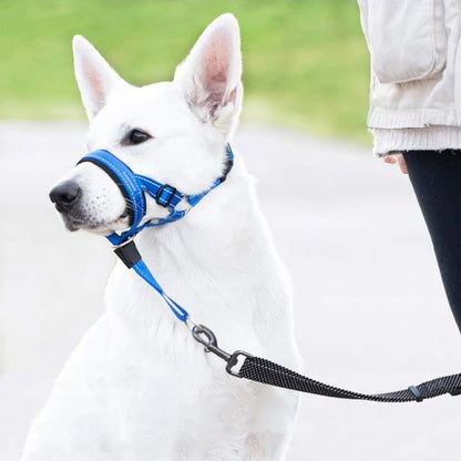chien-maitre-jouant-avec-sa-muselière-chien​​
