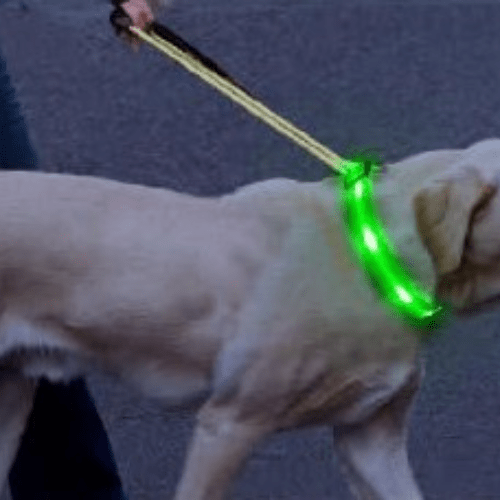 chien marche avec collier lumineux
