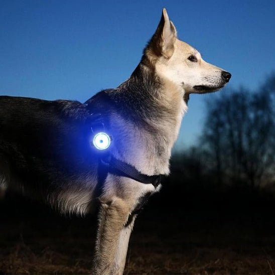 chien marche nocturne avec collier chien