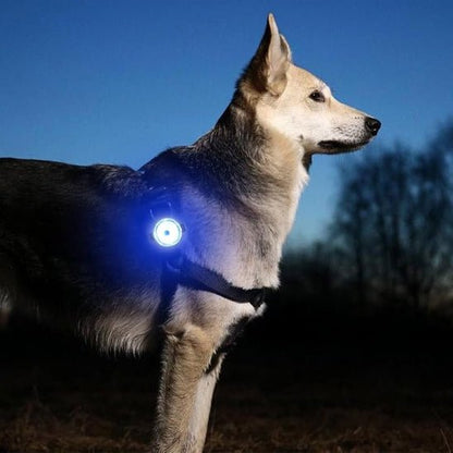 chien marche nocturne avec collier chien