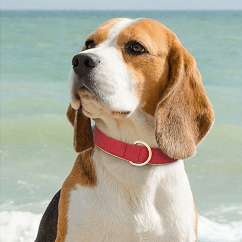 chien mer avec collier chien