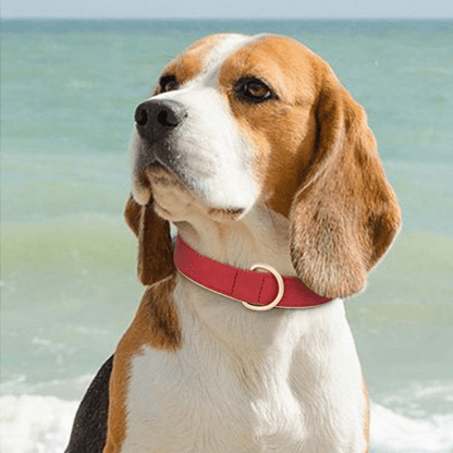 chien mer avec collier chien