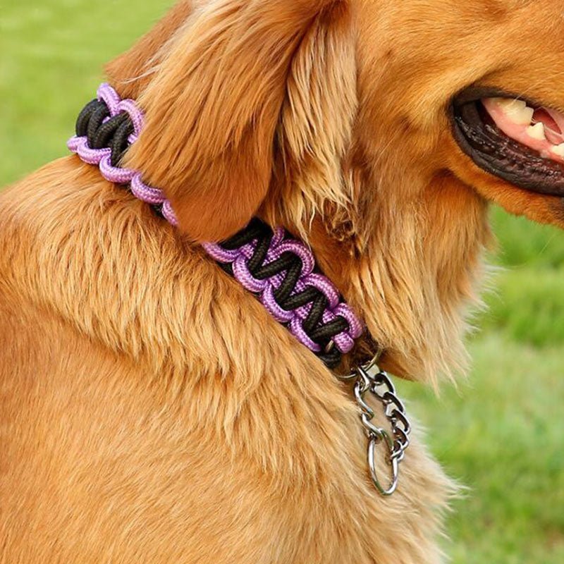 chien mignon dans collier de dressage pour chien