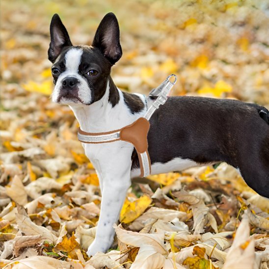 chien mignon portant son harnais pour chien