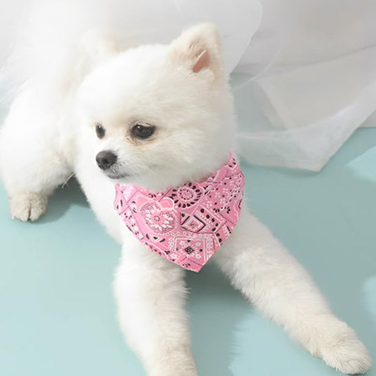 chien mousse avec collier pour chien