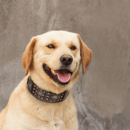 chien mur avec son nouveau collier en cuir