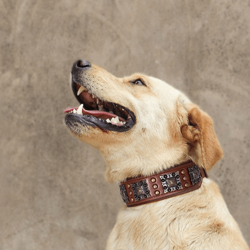 chien mur regalant son nouveau collier en cuir