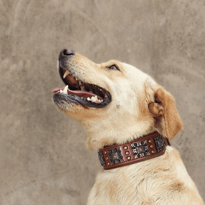 chien mur regalant son nouveau collier en cuir