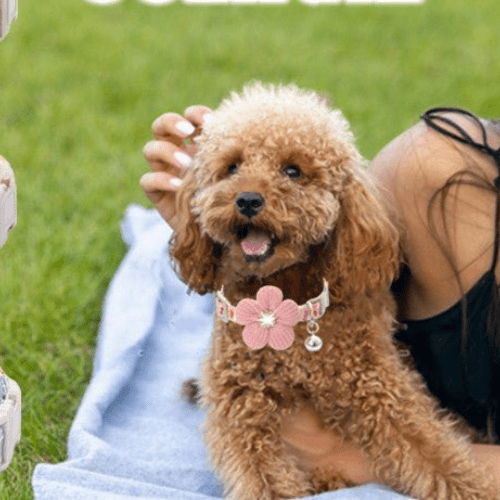 chien natte avec son collier pour chien