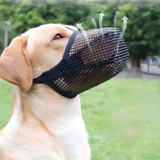 chien-observant-avec-sa-muselière-chien