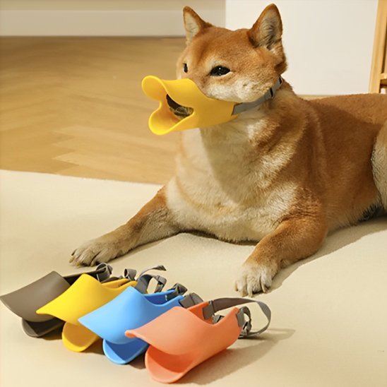 chien-observant-sa-gamme-de-muselière-chien