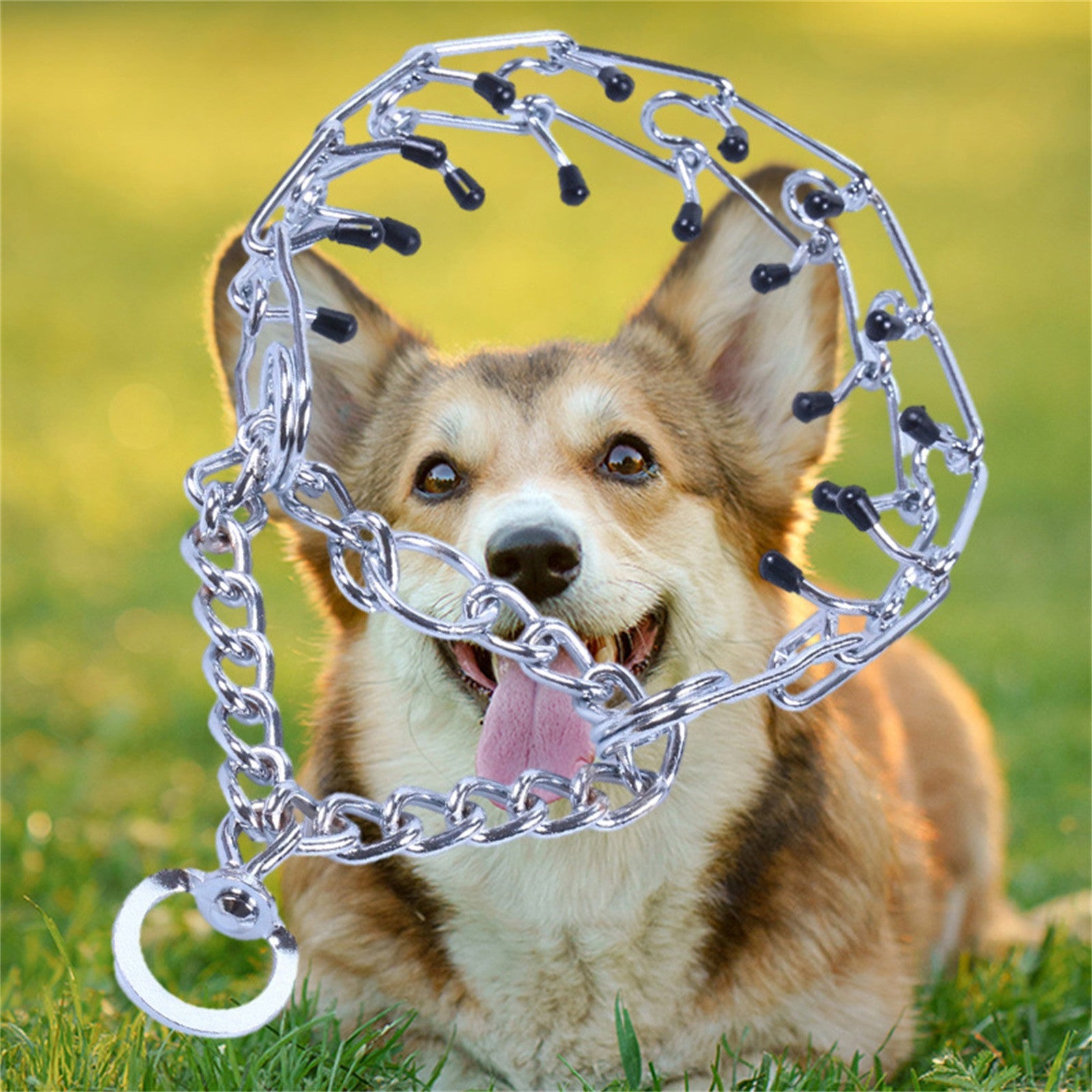 chien observant son collier de dressage pour chien