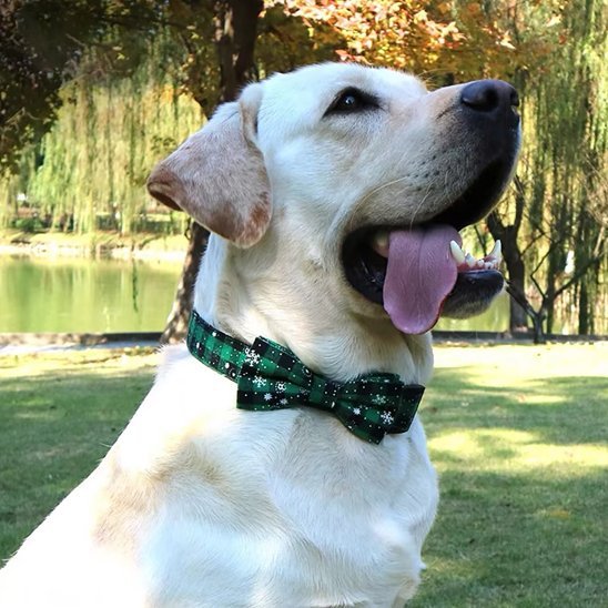 chien parc avec collier chien joyeux