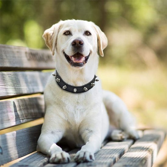 chien parc repos avec collier