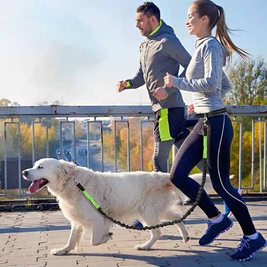 chien-parents-course-sportive-avec-laisse-mains-libres-pour 