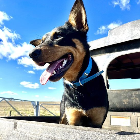 chien plage avec son collier chien