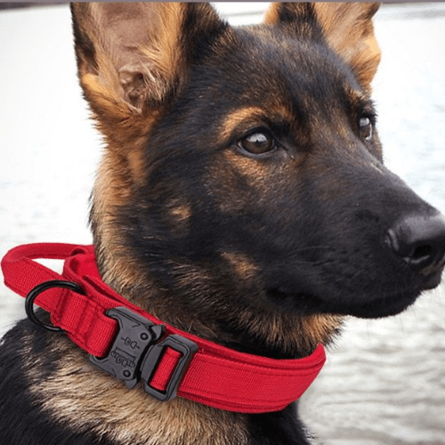 chien plage confortable avec collier pour chien