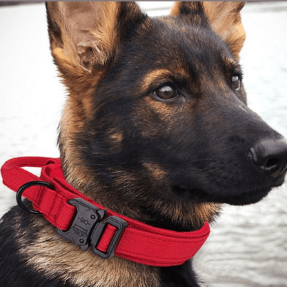 chien plage confortable avec collier pour chien