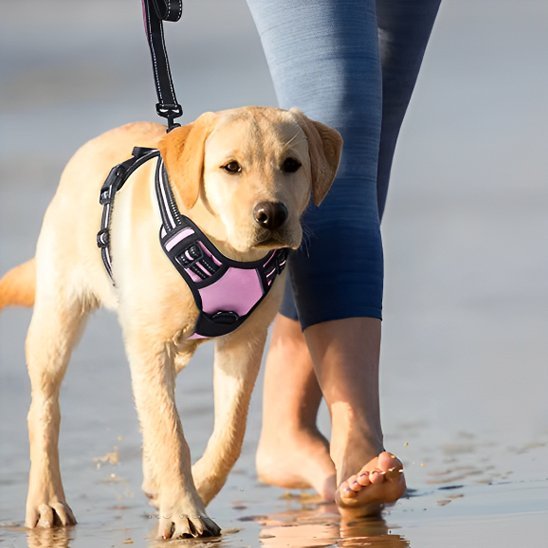 chien plage marchant avec harnais chien anti traction 