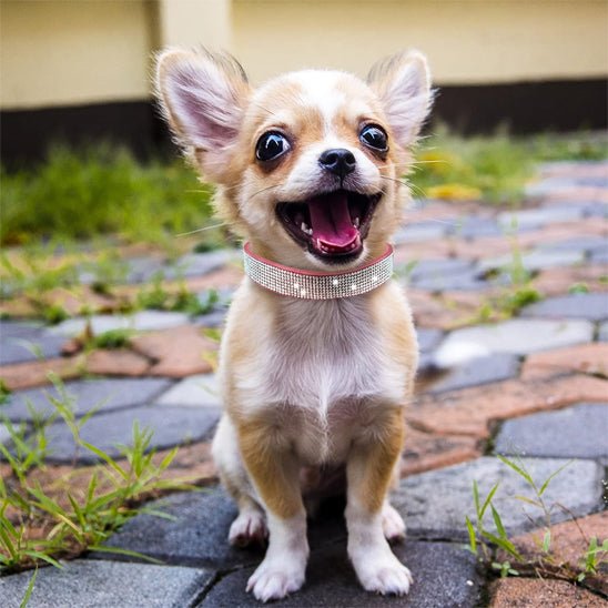 chien pluie joyeux avec son collier en cuir