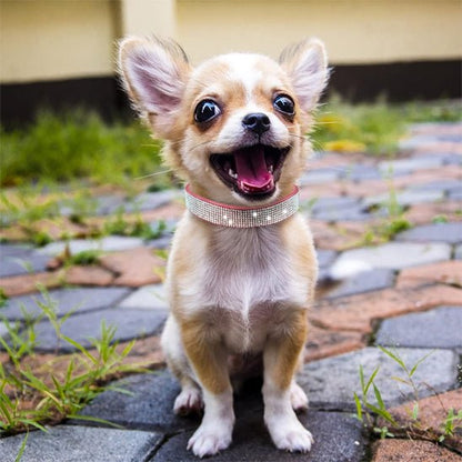 chien pluie joyeux avec son collier en cuir