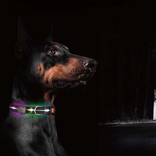 chien portant son collier lumineux nocturne