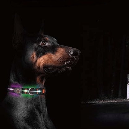 chien portant son collier lumineux nocturne