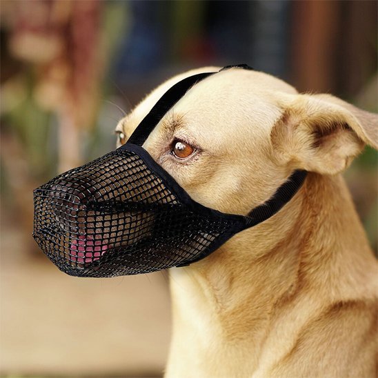 chien-pose-dans-sa-muselière-chien