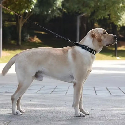chien promenade avec collier pour chien cuir qualité 