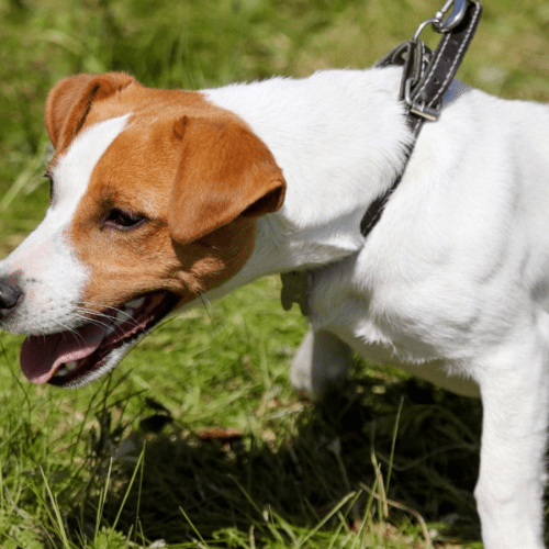 chien ravi avec collier de dressage pour chien