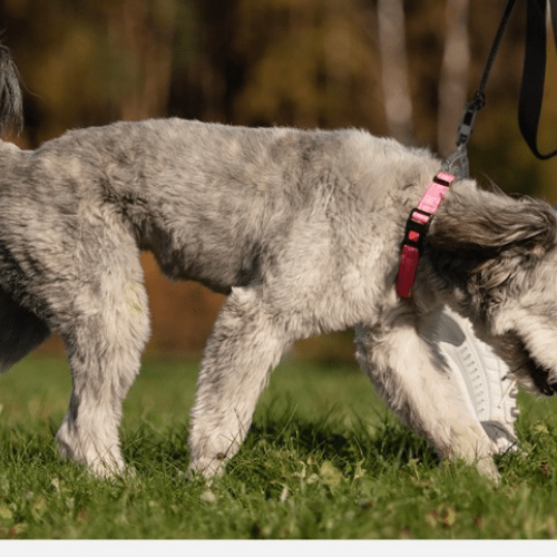 chien ravissant avec collier de dressage pour chien