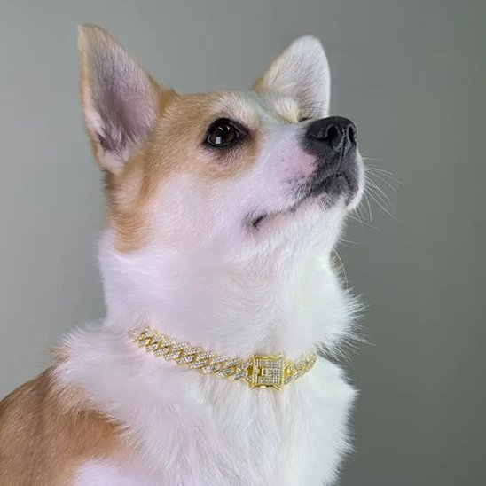 chien regalant collier chien royal