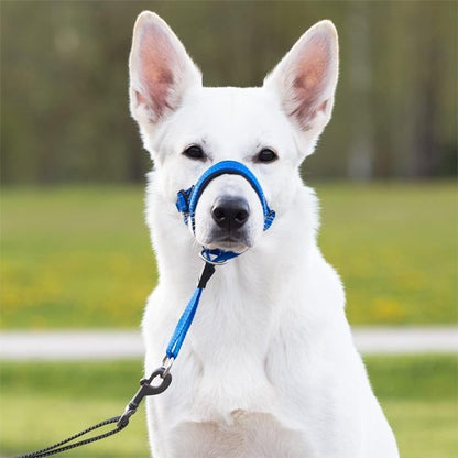 chien-regardant-avec-muselière-chien​