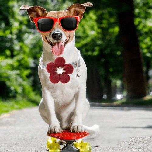 chien roulette avec son collier pour chien
