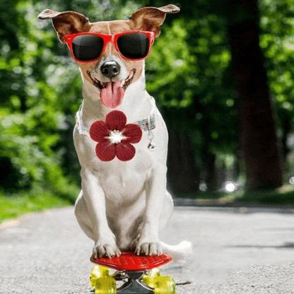 chien roulette avec son collier pour chien