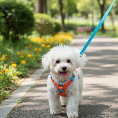 chien route portant son harnais chien anti traction
