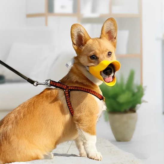chien-royal-observant-avec-sa-muselière-chien