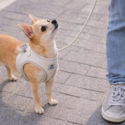 chien-rue-fierement-avec-son-harnais-chien-anti-traction
