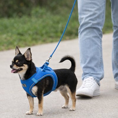 chien-rue-marchant-maitre-avec-harnais-chien-anti-traction 
