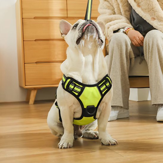 chien salon asseyant avec harnais chien anti traction 