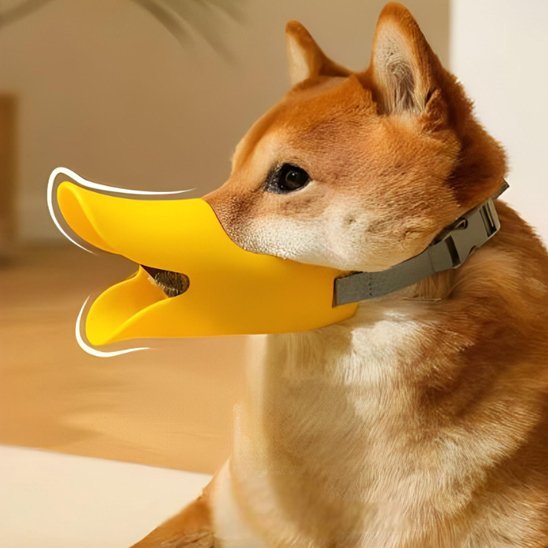 chien-salon-assis-avec-sa-muselière-chien